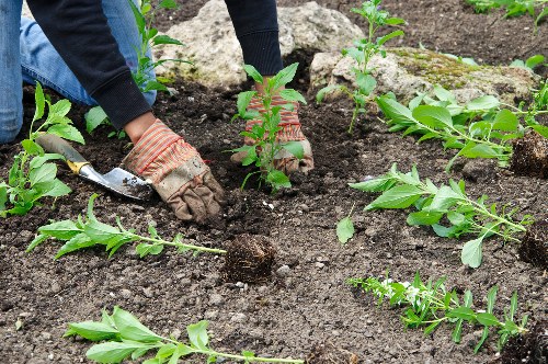 Gardener reviewing a transparent quote for a Sydenham Hill garden job