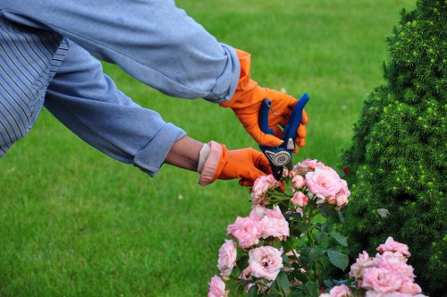 Seasonal lawn maintenance for gardens in Sydenham Hill