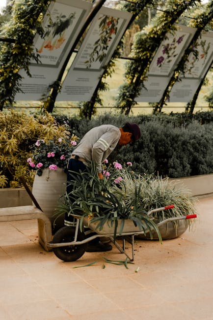 A gardener is bent over, tending to potted flowering plants with pink blooms and lush green foliage inside a greenhouse or garden centre. The background features informational plant posters displayed