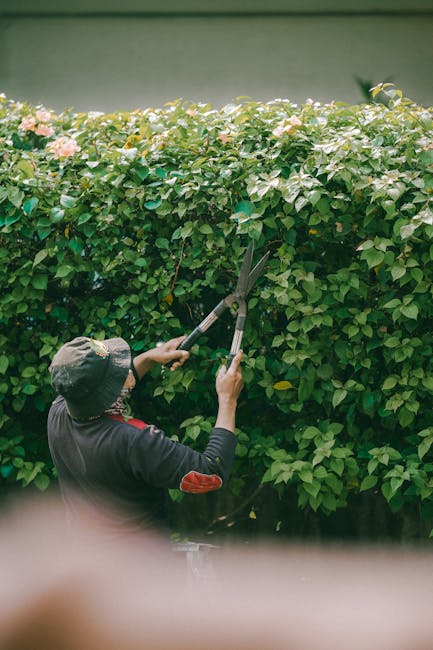 A gardener is bent over, tending to potted flowering plants with pink blooms and lush green foliage inside a greenhouse or garden centre. The background features informational plant posters displayed